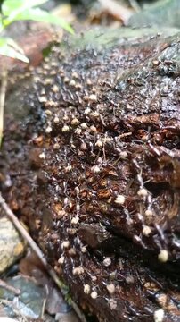 Army Of Ants