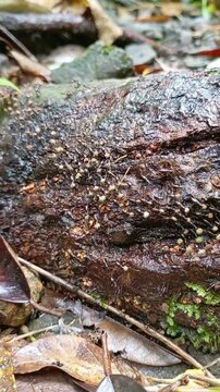 Army Of Ants