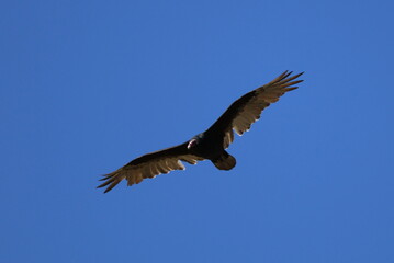 turkey vulture in flight