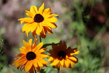 yellow flowers in the garden