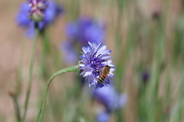 bee on a flower