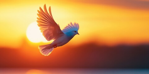 Bird in flight at sunset