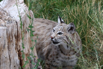 Obraz premium bobcat in the forest