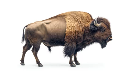 Bison Portrait