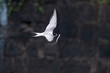 Arctic tern (Sterna paradisaea), a tern in the family Laridae, observed at Mumbai coast in Maharashtra, India during monsoons
