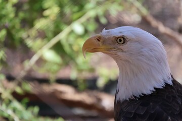 portrait of a bald eagle