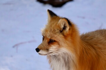 red fox in snow