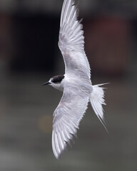 Arctic tern (Sterna paradisaea), a tern in the family Laridae, observed at Mumbai coast in Maharashtra, India during monsoons