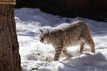 Fototapeta premium bobcat in snow