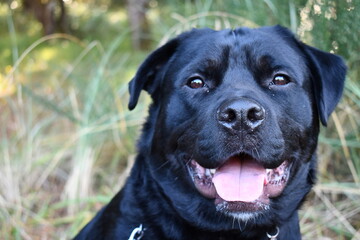 Rottweiler and Border-Coolie mix looking rather handsome.