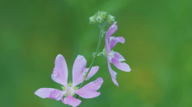 Malva moschata. Wildflower or musk mallow. Pink flowers. Honey plants. Close Up.