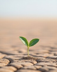 A single green sprout emerges from dry, cracked earth. A symbol of hope and resilience.