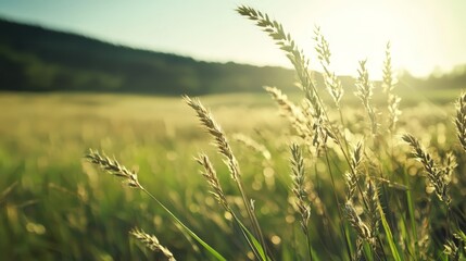 Fototapeta premium A scene of tall grasses, sun-filtered through tree canopies, and a distant hump as a hill