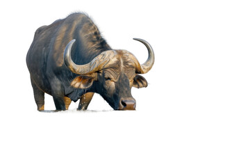 Obraz premium Buffalo Drinking Water High Definition Image Isolated on Transparent Background Capturing Detailed Features and Natural Action Perfect for Stock Photos and Graphic Design