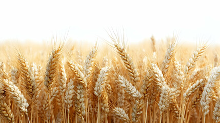 Fototapeta premium A field of golden wheat swaying gently in the breeze under a bright sky.