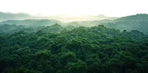 PNG Ebony Forest nature forest land.
