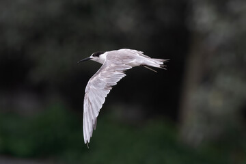 white-cheeked tern (Sterna repressa) observed on Mumbai coast in Maharashtra, India during monsoons
