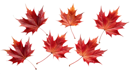 Maple Leaves falling, isolated png 