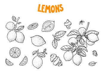 Lemon fruit sketch collection. Hand drawn vector illustration. Design, package, brochure illustration. Lemon fruit illustration. Design elements for packaging design and other.