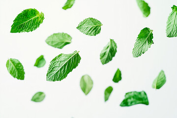 Freshly fallen mint leaves isolated on a white background