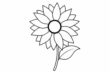 daisy flower illustration