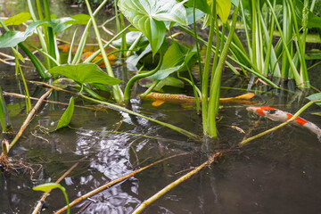 pond of the british botanical garden of Bratislava