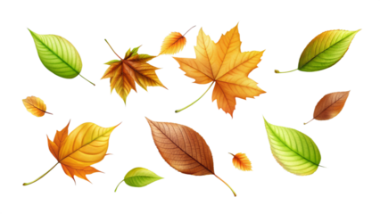 Maple Leaves falling, isolated png 