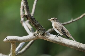 Vogel auf Ast