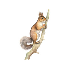 a little squirrel is climbing a tree branch watercolor vector illustration, white background