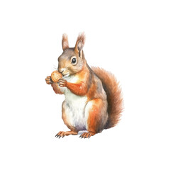 watercolor cute little squirrel is nibbling on a nut vector illustration, white background
