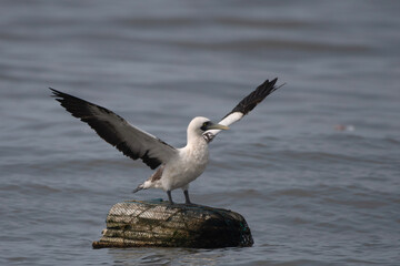 masked booby (Sula dactylatra), also called the masked gannet or the blue-faced booby, a large seabird observed on Mumbai coast in Maharashtra, India in monsoons