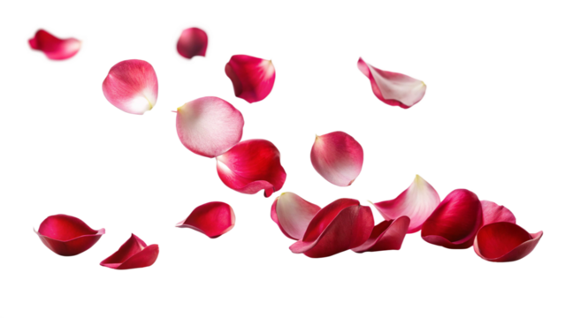 Rose flower petals flying, isolated on white, transparent png.
