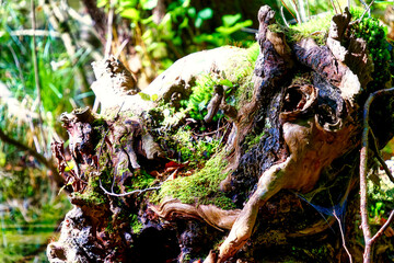 Hiking along the banks of the Bavarian River Wuerm