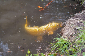 golden koï carp in a pond