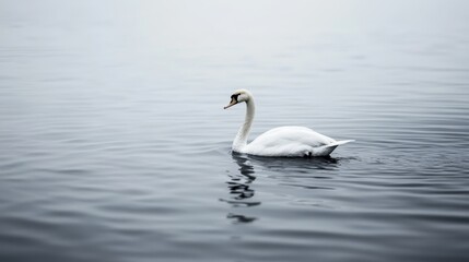 Fototapeta premium A white swan floats atop a blue-hued lake, near a lily-covered shore