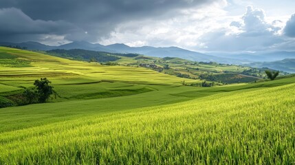 Fototapeta premium A large field of green grass stretches out, with a distant mountain range A dark cloud looms in the sky above the mountains
