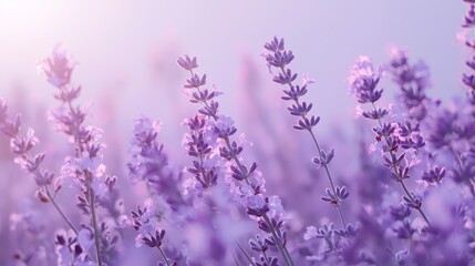 Obraz premium A field of lavender flowers with the sun shining through purple flowers on the left side, and lavender blooms on the right side