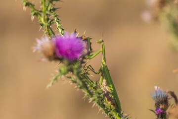 Mantis - Mantis religiosa green animal sitting on a blade of grass in a meadow. Wild foto