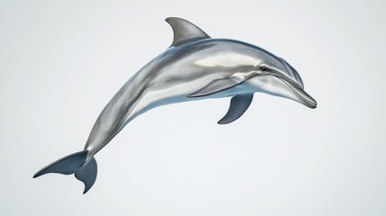 A Dolphin Leaps Through the Air, Digital Illustration, White Background, Ocean Animal, Marine Life, Aquatic Mammal