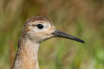 calidris pugnax