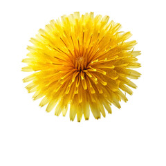 Dandelion flower Isolated on transparent background.