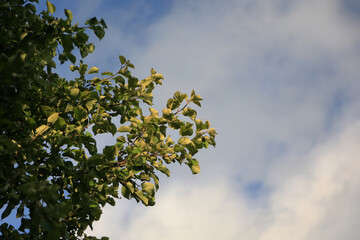 Fototapeta premium Low Angle View Of Green Apples On An Apple Tree Branch Against The Blue Sky