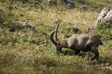 Steinbock in den Alpen