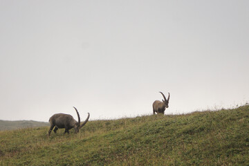 Steinbock in den Alpen