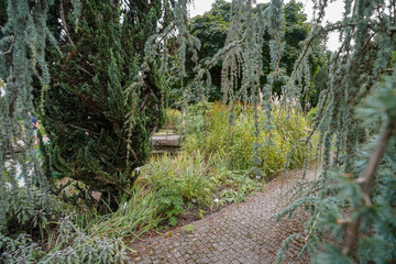 close up vegetation from the british botanical garden of Bratislava