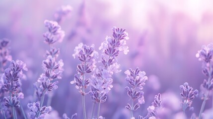  A close-up of lavender flowers in a field, sun illuminating leaves and blooms through foreground