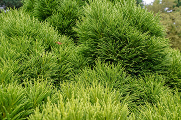 close up vegetation from the british botanical garden of Bratislava