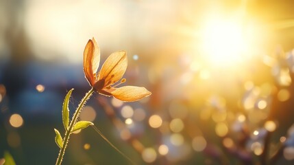  A close-up of a flower with the sun filtering through its background, softly blurred