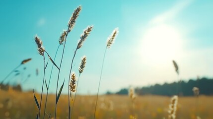 Fototapeta premium A scene of tall grass illuminated by the sun, with trees silhouetted against the background and a blue foreground sky