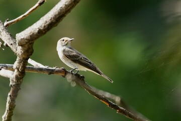 a bird on a branch